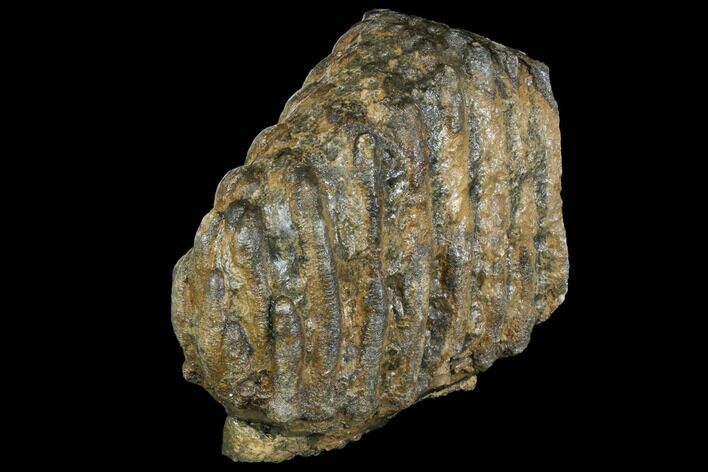 Partial Southern Mammoth Molar - Hungary #149856